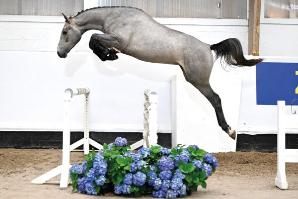 Zangersheide Quality Auction - Young Horses - Ontdek de